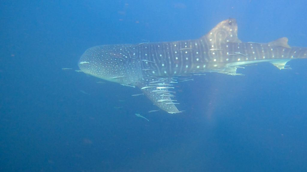 33de8d03-e1f0-4c4c-8c13-2c067603a720