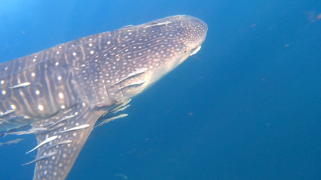 33de8d03-e1f0-4c4c-8c13-2c067603a720