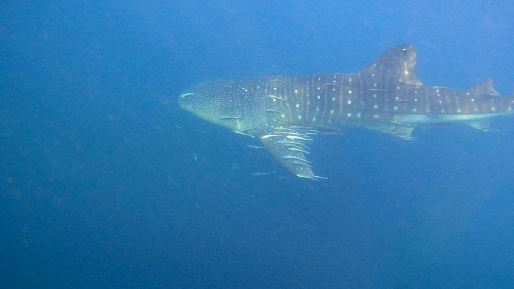 33de8d03-e1f0-4c4c-8c13-2c067603a720