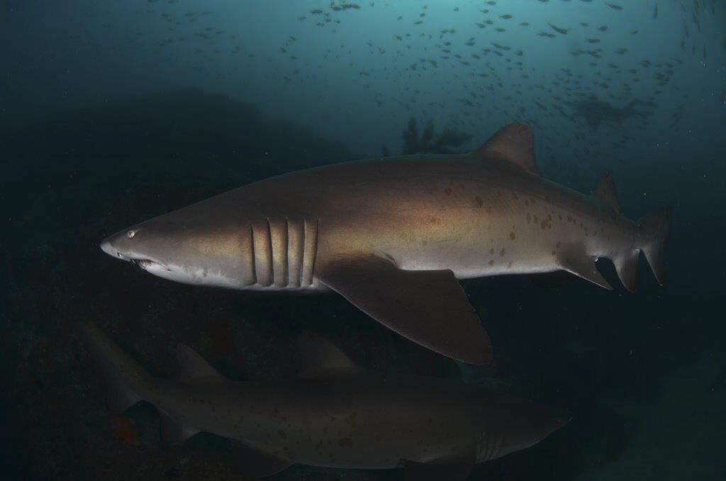 6f73f460-242f-4bb6-9761-47e7ccb85d9b