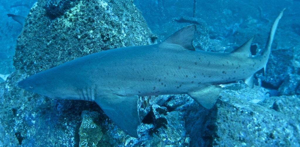 05321bc7-e7e2-4c24-84b4-dfa8294bbc0c