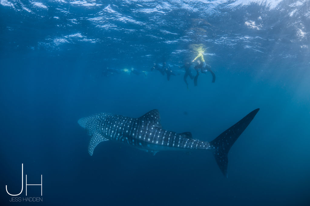 54a93e6d-aa2d-4405-9363-685b0c091394