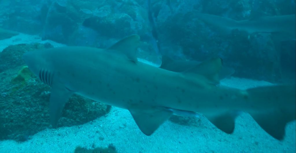 9e5ad307-f559-4e52-9de2-ac98c8fffe37