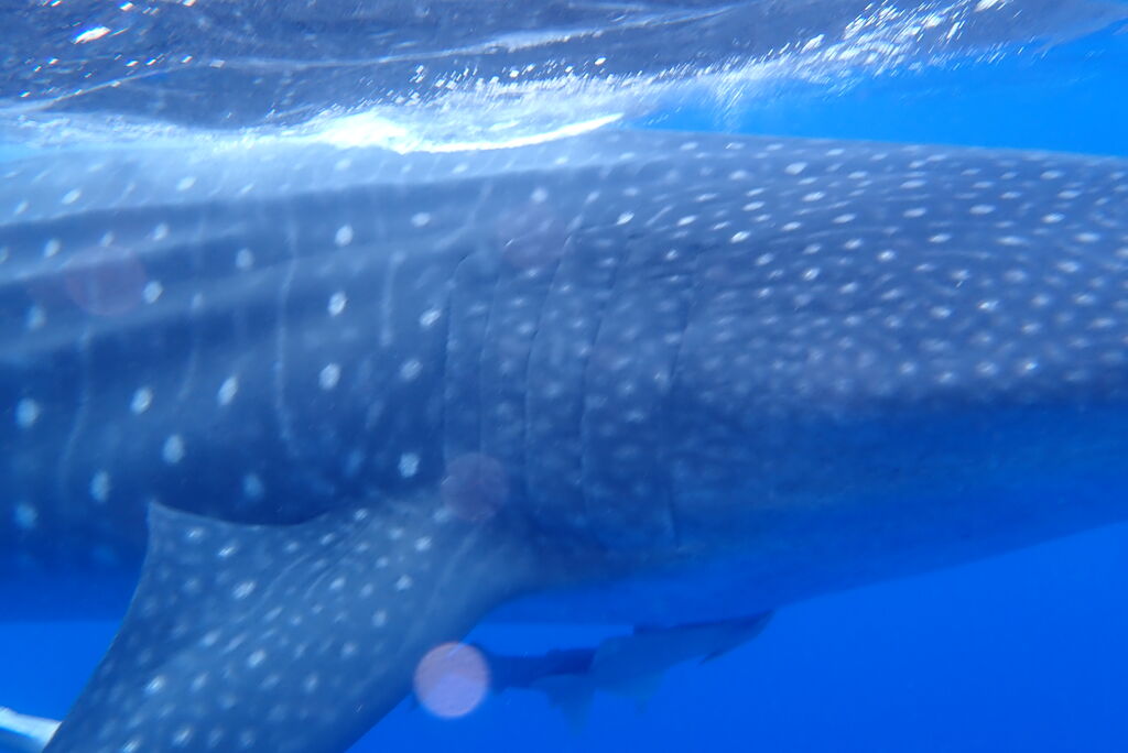 99afd913-057e-49a4-bab9-6c5b5b2a37a6