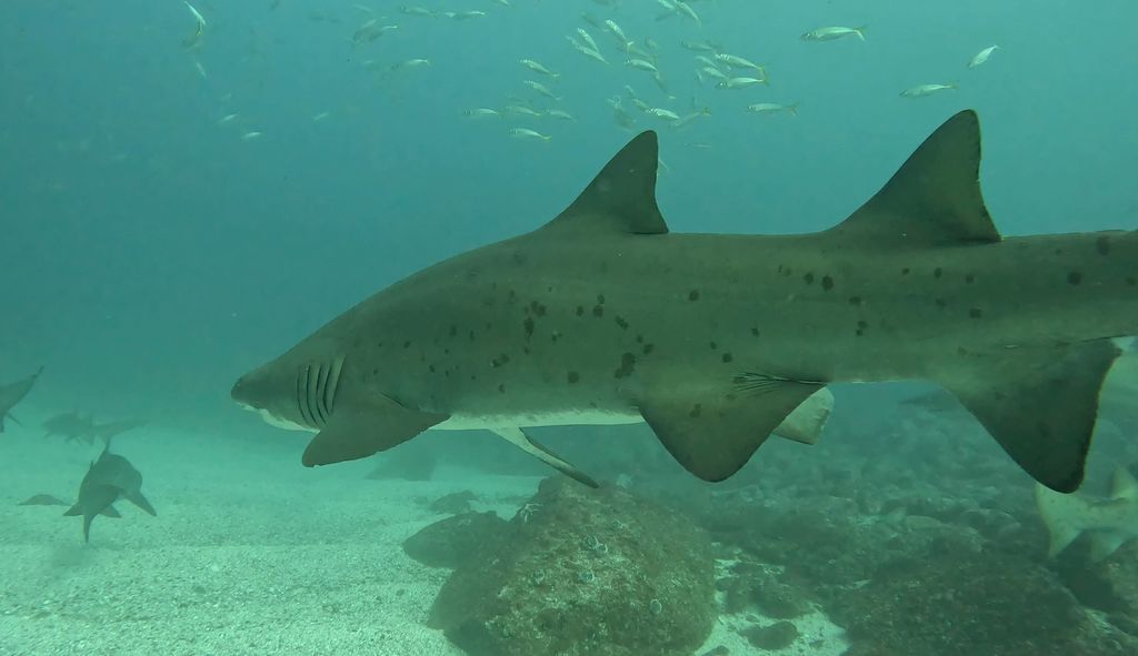 cdade344-f59d-4770-a4a8-623b639dab3f