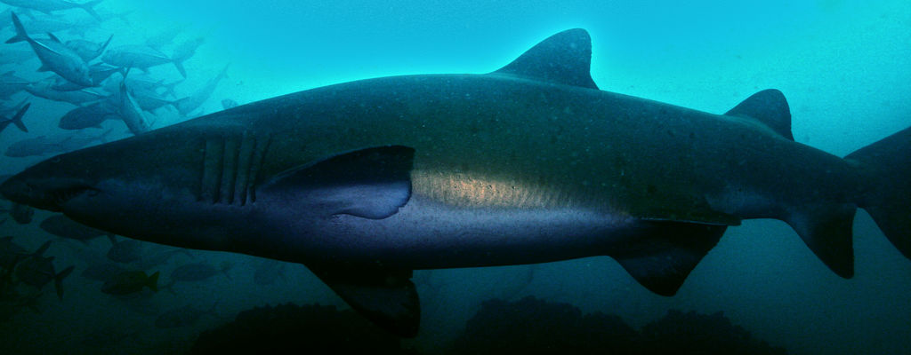 1b55a210-936b-45f5-bed9-3517e039a2a9