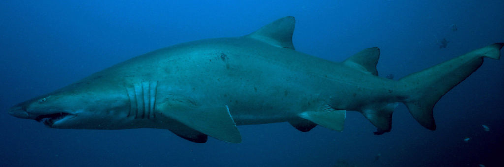 e22a7f18-4cbf-46ff-9e4e-cbbf509cbff3