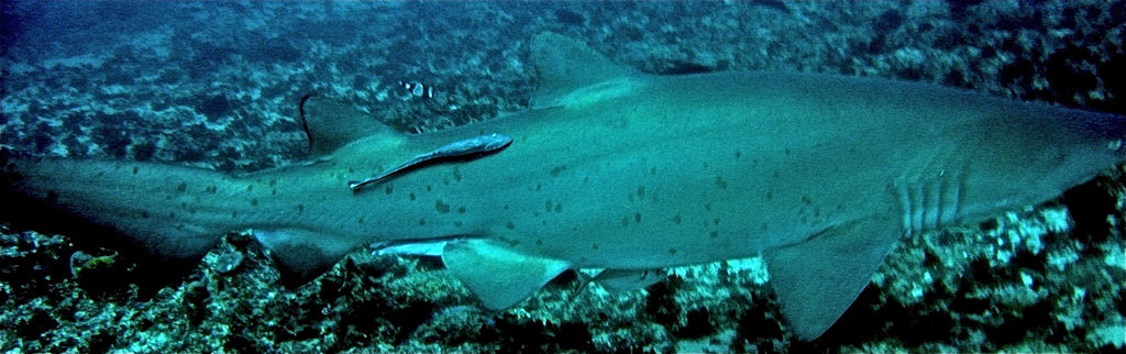 9ab21e8a-633a-4bf4-8a5e-c13319e97c2b