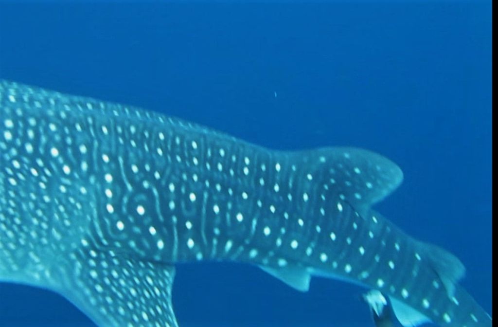 92c3835b-c219-4127-9525-854ca821c1ec