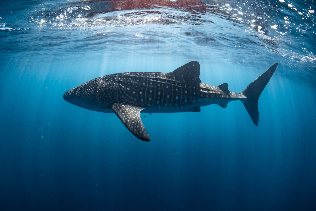 77bc49d4-3672-468b-9439-d0bb13623dd6