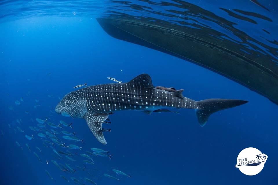 f17cc938-2d47-4c81-83d0-b1e0bc3d25a7