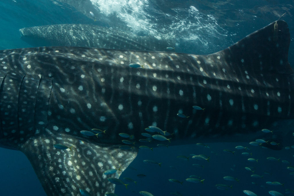 0ca01899-5820-4f46-9ff0-26bcbd1f6eb8