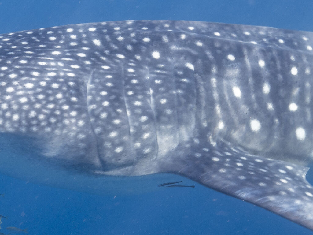 e0d6ed5a-3aa2-492f-9e2e-775b97e12589