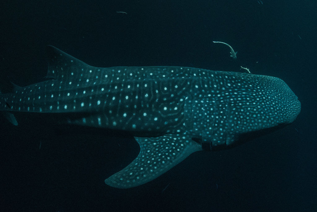 56566fa6-1dd1-4307-aee8-e1df55db5da0