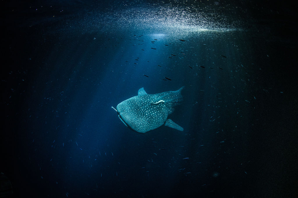 56566fa6-1dd1-4307-aee8-e1df55db5da0