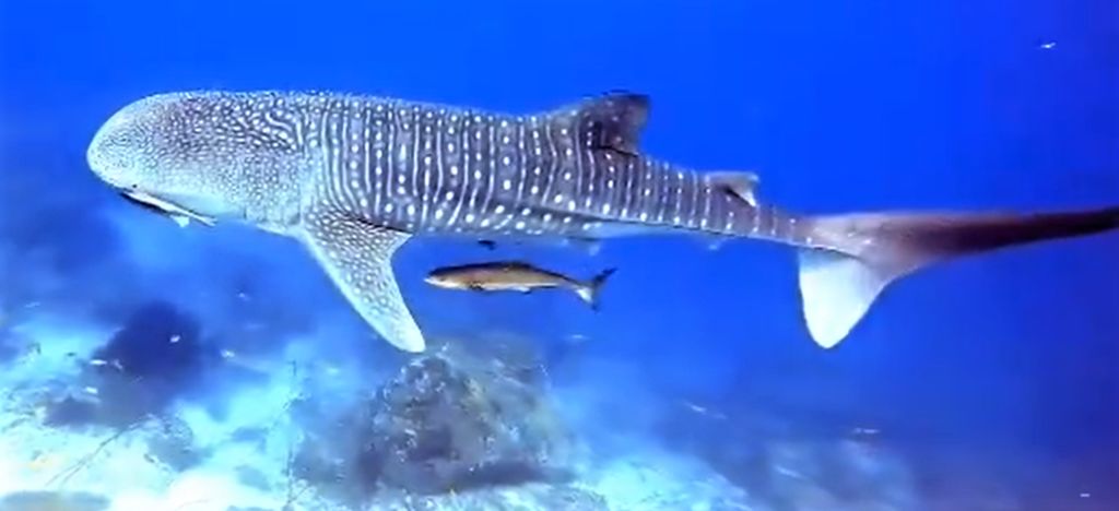 622a5d43-f1eb-4caa-93aa-c27714fdba74