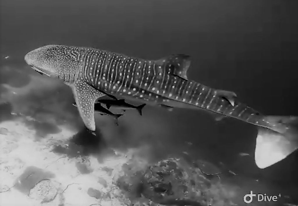 622a5d43-f1eb-4caa-93aa-c27714fdba74