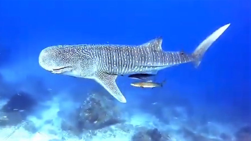 622a5d43-f1eb-4caa-93aa-c27714fdba74