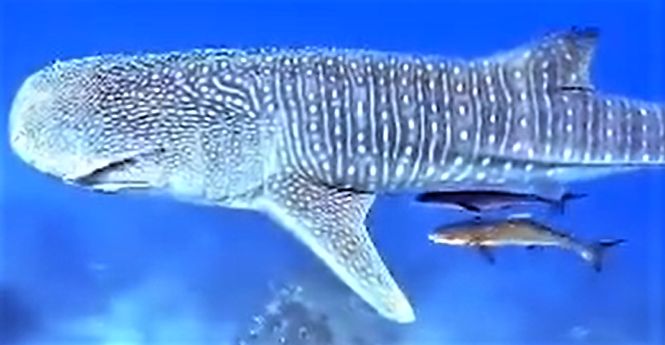 622a5d43-f1eb-4caa-93aa-c27714fdba74