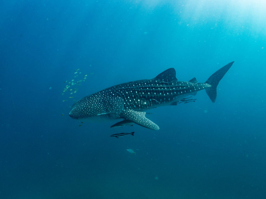 38856950-2699-4f4e-8700-11779d0d53b3