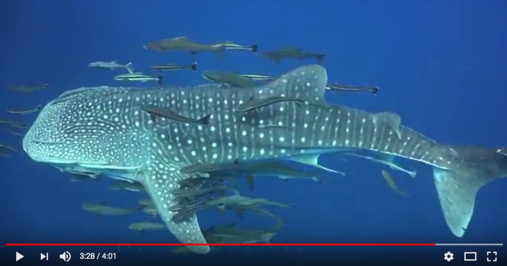 a1aa9144-7c60-4a43-99d3-75091bb196a6