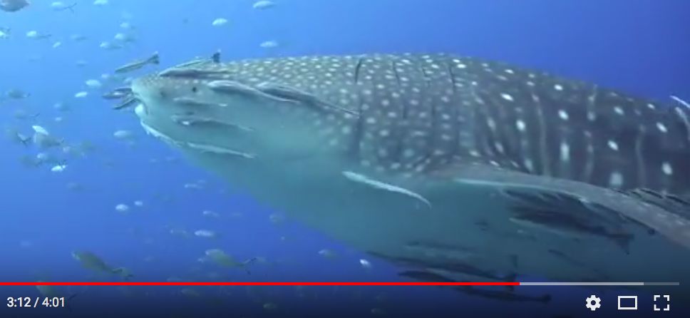 a1aa9144-7c60-4a43-99d3-75091bb196a6