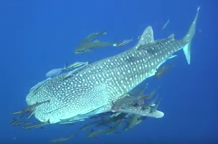 a1aa9144-7c60-4a43-99d3-75091bb196a6