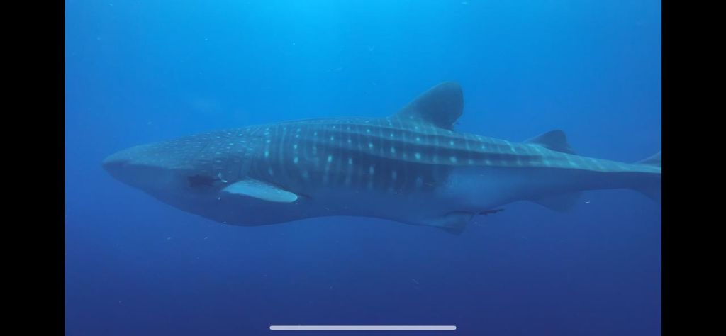 22f784b6-79d7-43a1-aa69-938965f85752