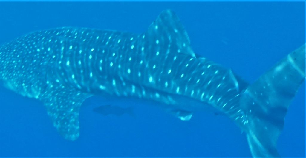 442792de-e47d-4ed5-87ef-0fcfa7cd14da