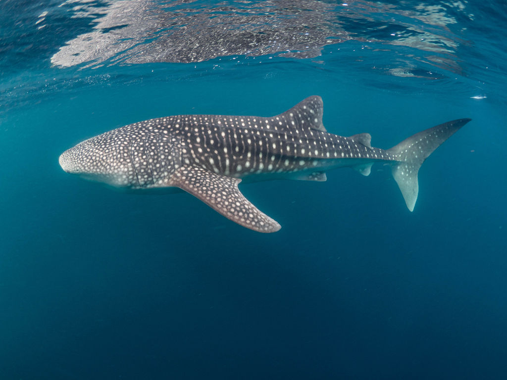 c74bc851-65a8-490a-b519-e298d2751faa