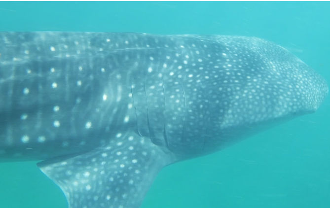 de3004cf-bc88-485f-9e76-8363c892ddb5