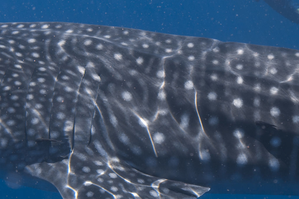 8cd1cdde-41d8-452d-8d8c-35886398b511