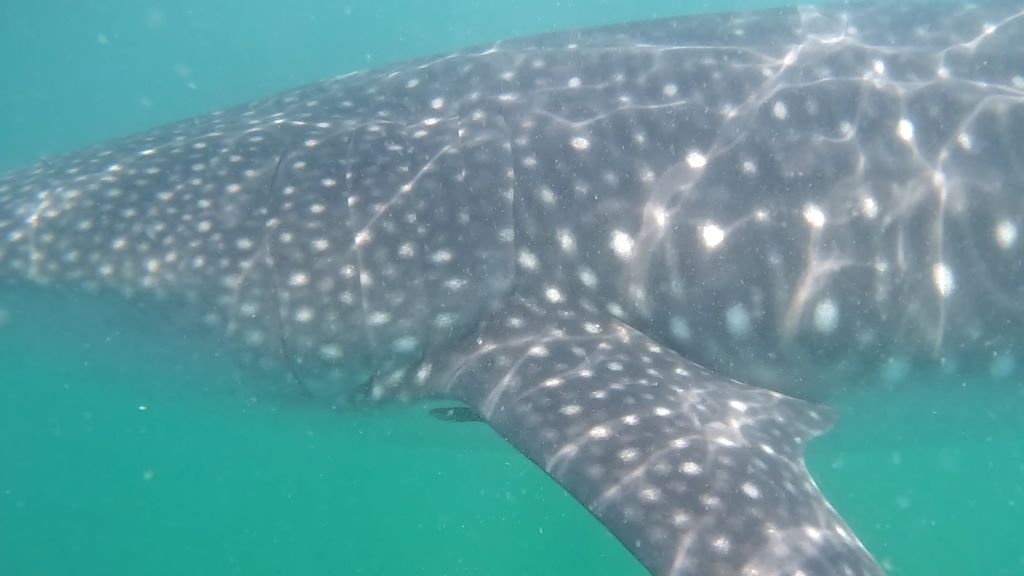 dcf0deeb-ae1e-4847-a581-daf54955c022