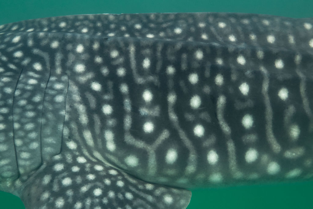 60720c19-5114-45ea-9e29-3cb9ae8f09cd