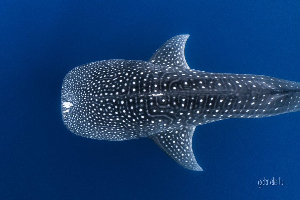 aef91695-027a-4cd2-a5e8-64f43f37627e