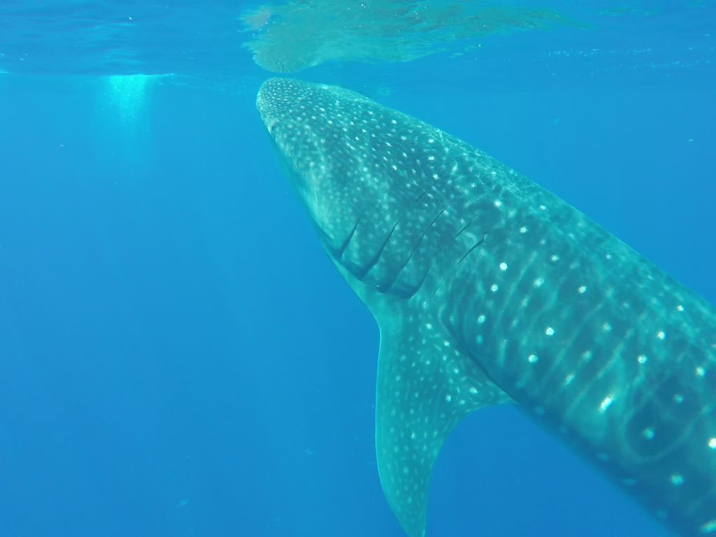 e77b74ef-ee0a-4dab-982f-d7522a9b70cb