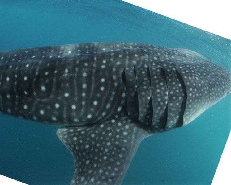 ed5912d3-57f8-4944-a0f2-3a1d1dca75d1