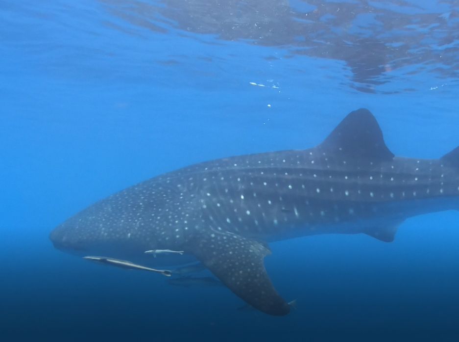 6d65b54d-84df-4691-af56-4dae63e829d9