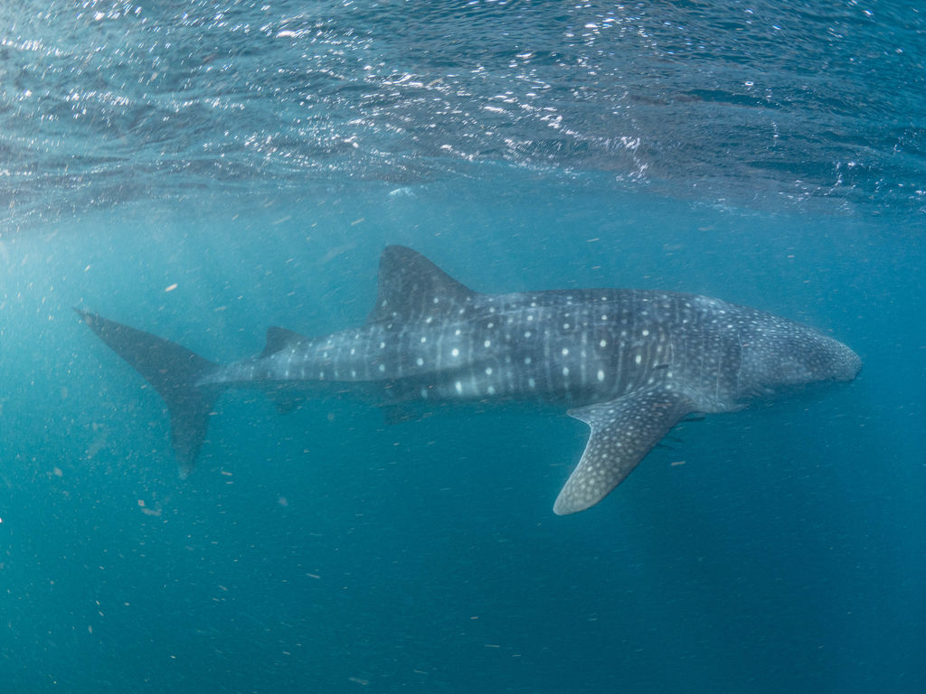 7bb03183-aa10-4434-b7b7-70376d9d1089