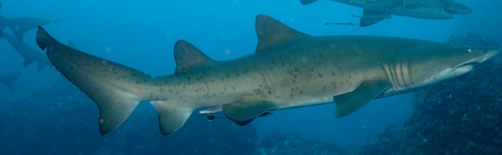 c6d18f4a-726d-4eda-855d-7944fdcec7c8