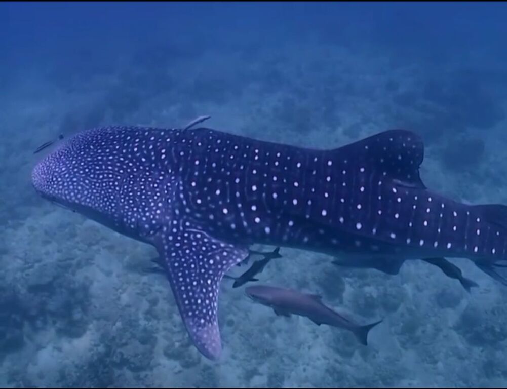 d1ae3c8e-5e75-47a0-bf8d-158ccac2df20