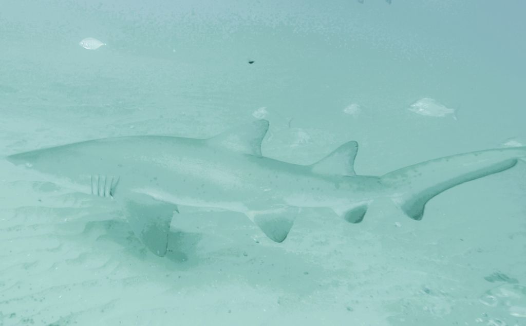 30e42409-7565-46d4-a222-a82bd267f38a