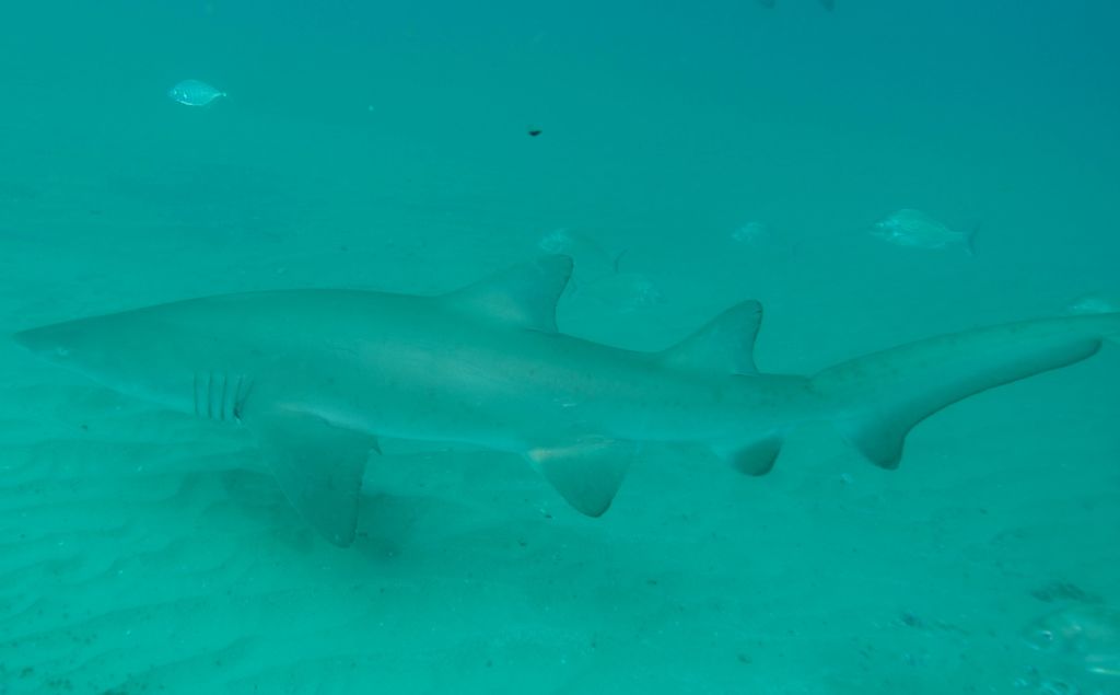 30e42409-7565-46d4-a222-a82bd267f38a