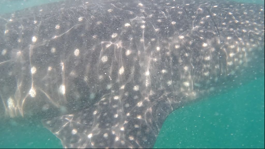 0a1bb41a-d404-4529-8c11-02f28314e9cf