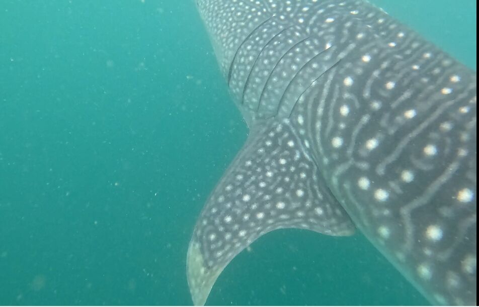 28c07843-646e-4ed9-8dc7-c46cb75661a6