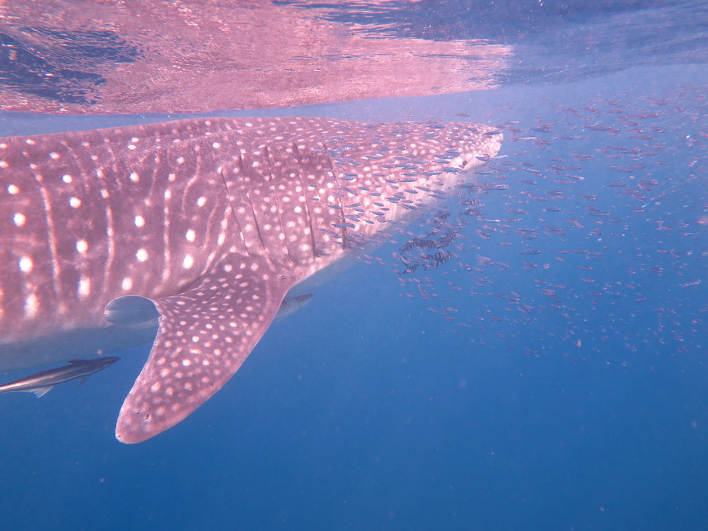 f6888563-4ae4-4cdd-91f7-841785042c2d