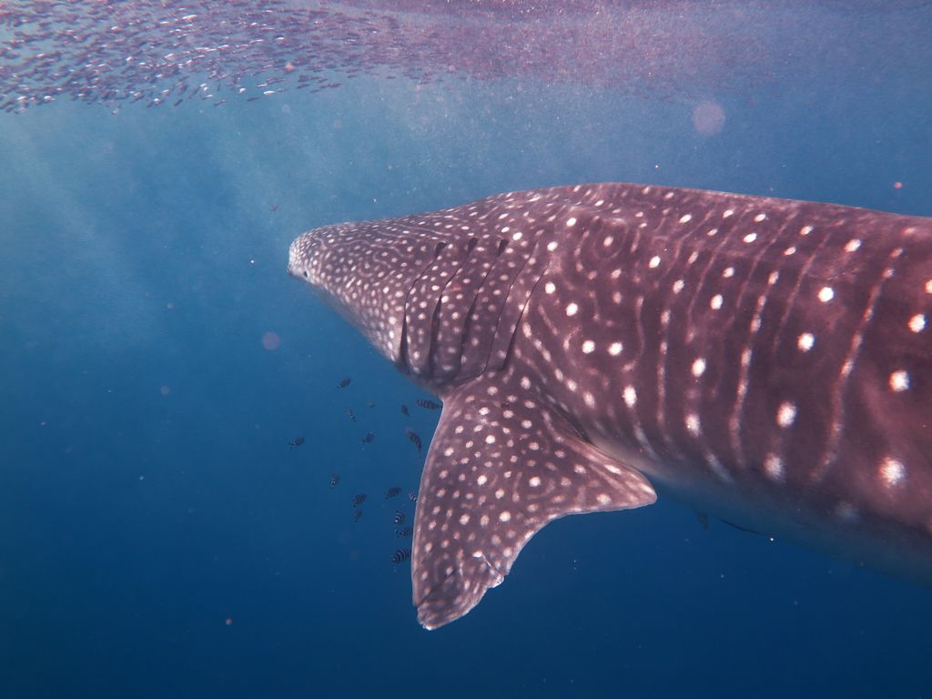 f6888563-4ae4-4cdd-91f7-841785042c2d