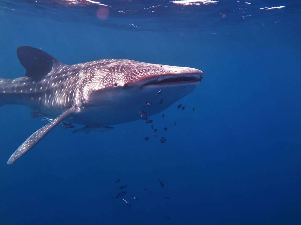 f6888563-4ae4-4cdd-91f7-841785042c2d