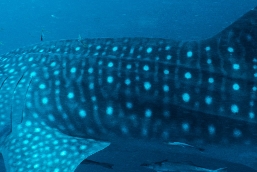 6d9c0cec-77f0-45c1-9daf-6b5b444d529d