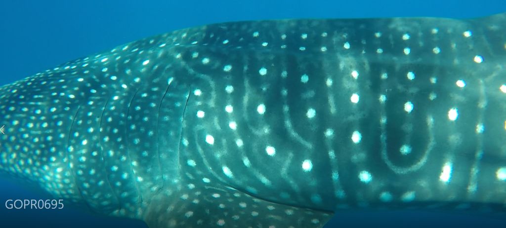 aeb4c8bd-5216-4a79-ab0e-92b47e96c57d